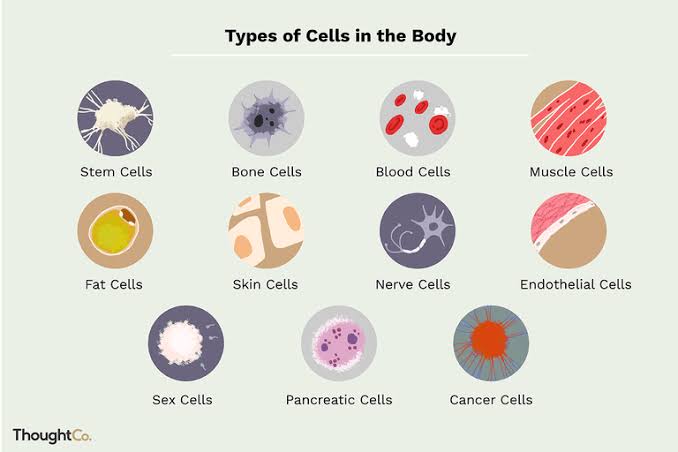 What is Cell? What cell do in our body?