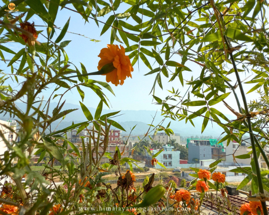 Best Yoga School Rishikesh Meditation Hall Image 3