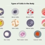 human-body-blood-cells