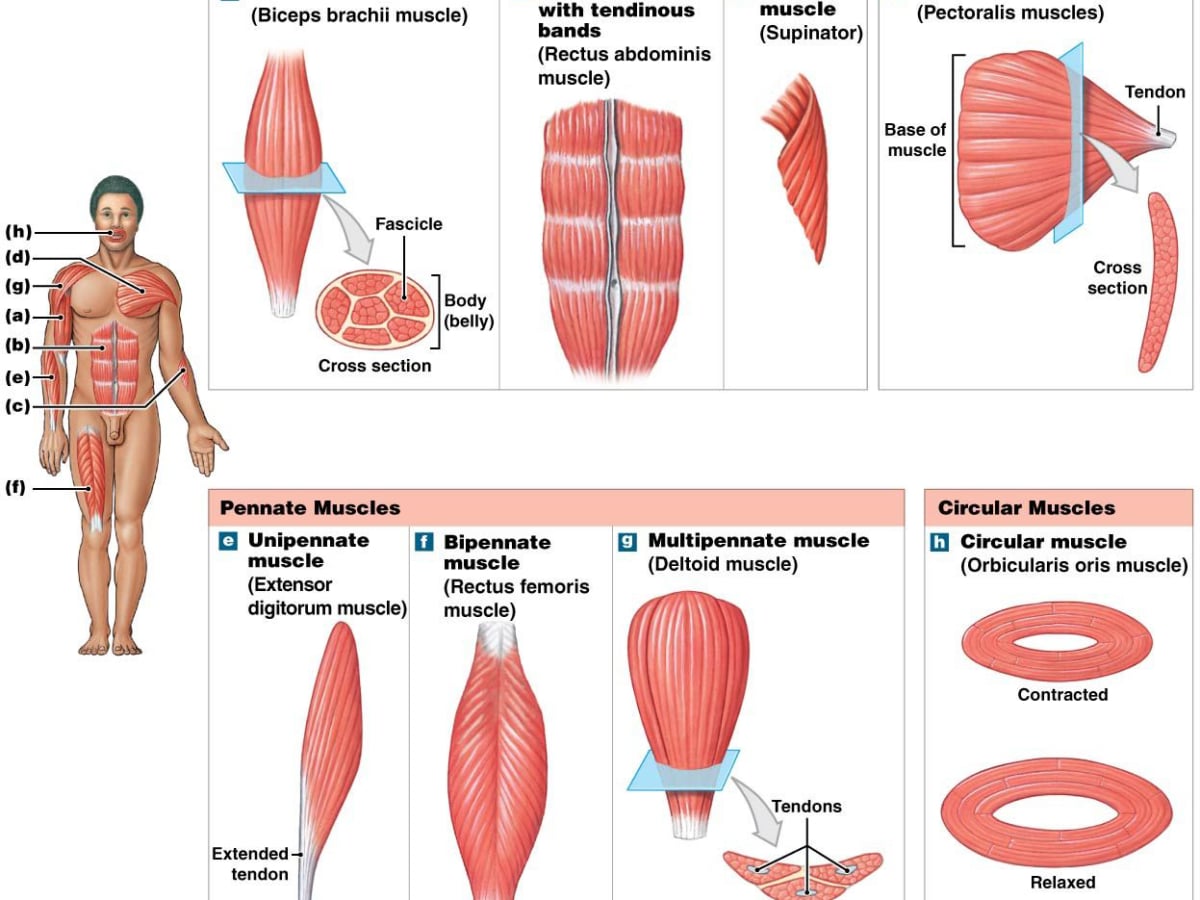 Muscles Diffrence Types Of Muscles In The Human Body