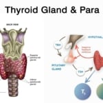 Thyroid-Gland-&-Para