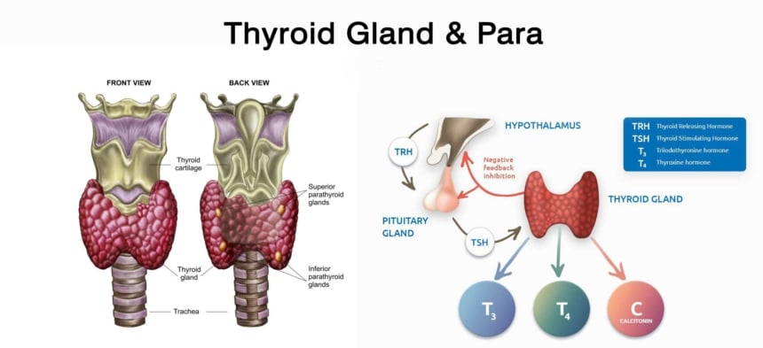 Thyroid-Gland-&-Para