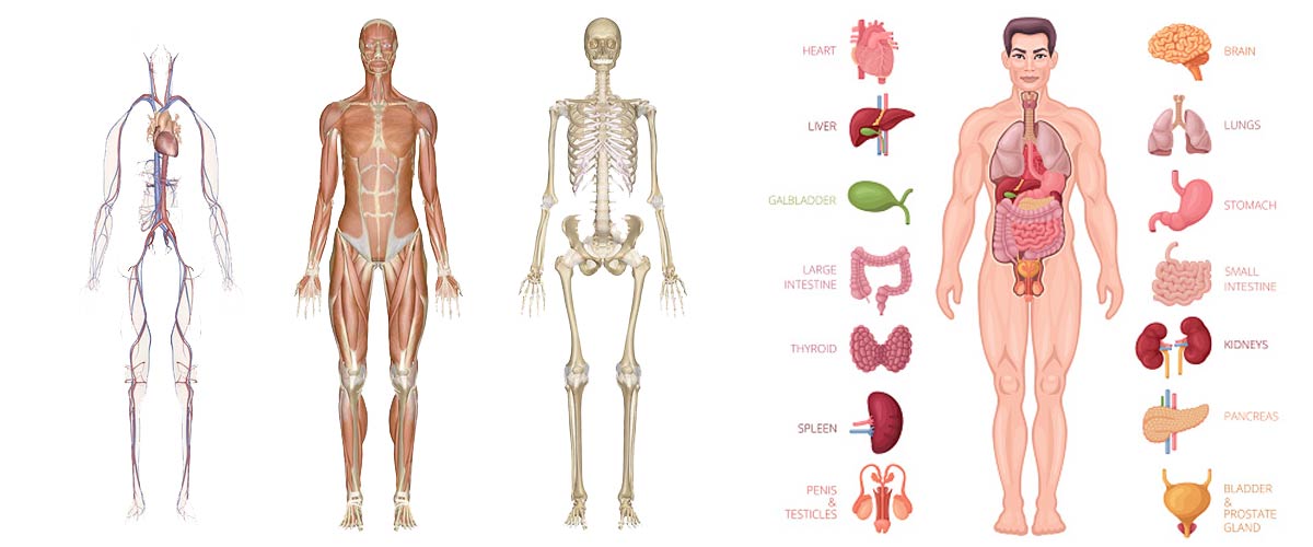 yoga-anatomy
