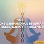 Nadis- Functions & Importance in Human Body Three Major Nadis for Yoga Sadhana